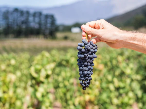 Hand holds grapes in vineyards in the wine region