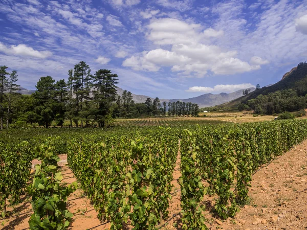 Winnice w regionie winiarskim w pobliżu Cape Town — Zdjęcie stockowe