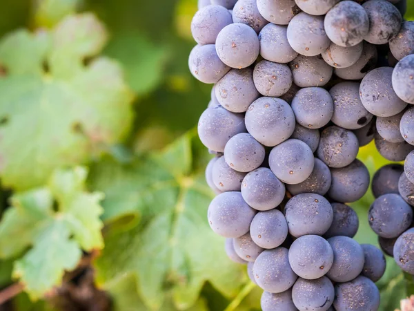 Uvas en viñedos de la región vitivinícola — Foto de Stock