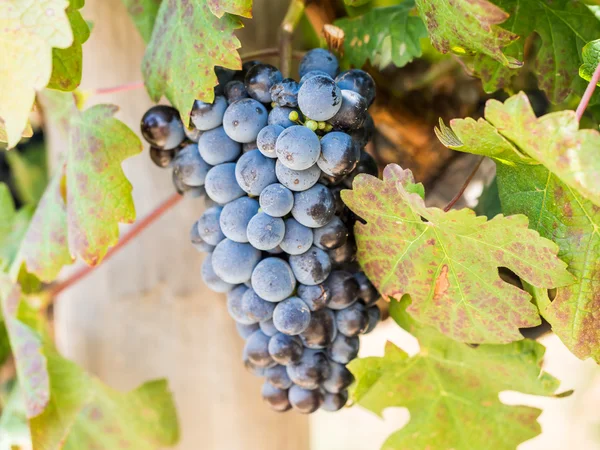 Druiven in wijngaarden in de wijnstreek — Stockfoto
