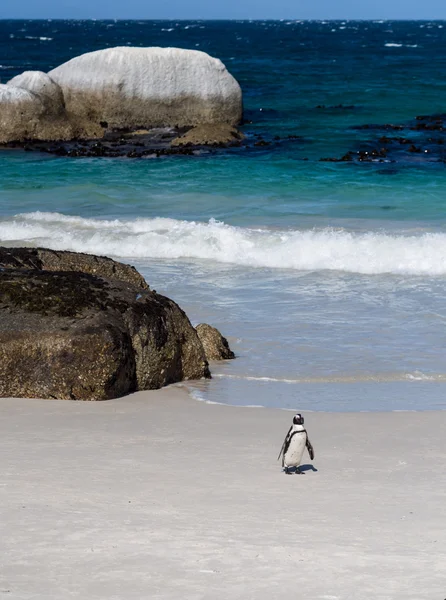 Pinguino africano che cammina — Foto Stock