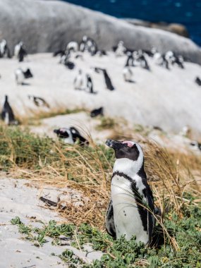 Simon'ın Town Afrika penguenler