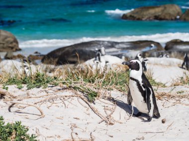 African penguins in Simon's Town clipart