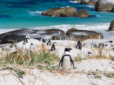 Simon'ın Town Afrika penguenler