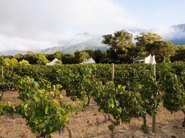 Wijngaarden in Zuid-Afrika — Stockfoto
