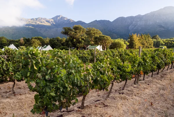 Vineyards in South Africa — Stock Photo, Image