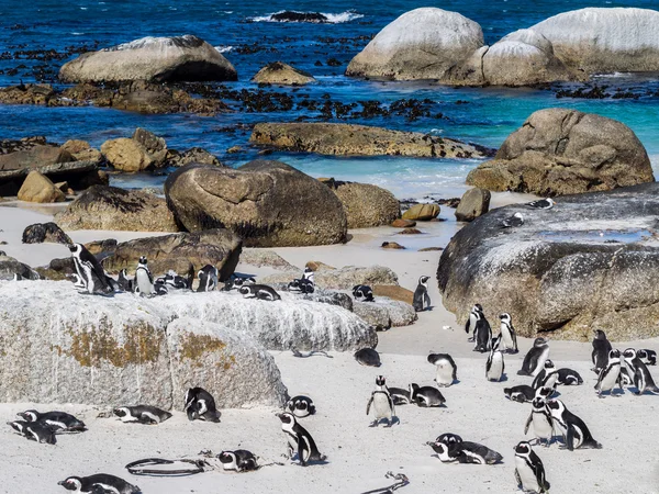 Afrikaanse pinguïns in Simon de stad — Stockfoto