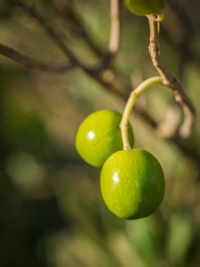 Büyüyen yeşil zeytin