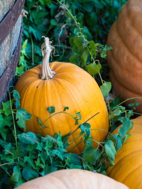 Farklı kabaklar açık havada