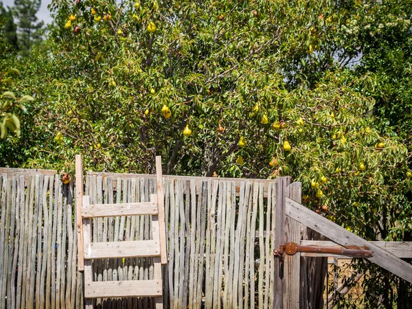 Pear orchard in  Africa. — Stock Photo, Image