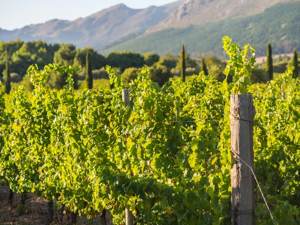 Vineyards in South Africa — Stock Photo, Image