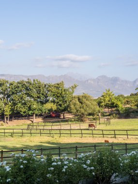 Western Cape bölgesi Güney Afrika'da manzara.