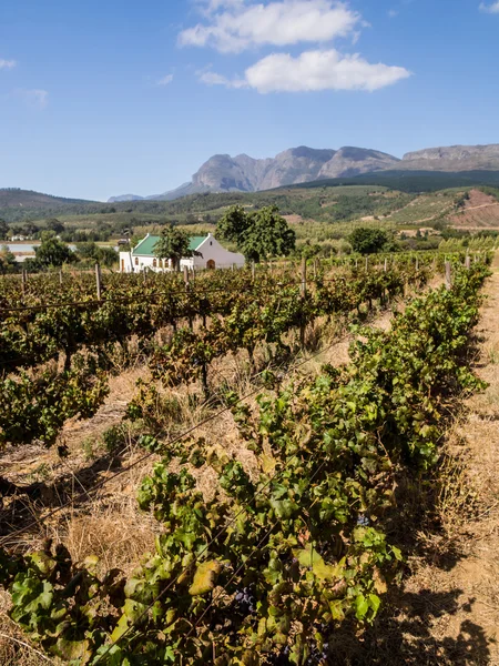 Wijngaarden in de wijnstreek — Stockfoto