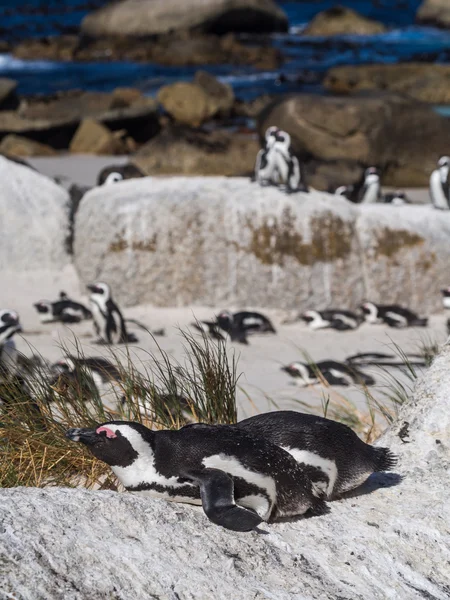 Afrikaanse pinguïn in Simon de stad — Stockfoto