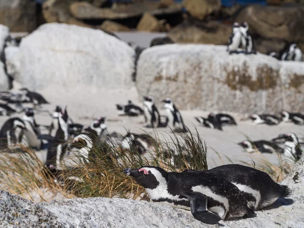 Afrikaanse pinguïn in Simon de stad — Stockfoto
