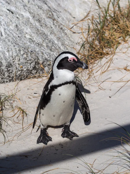 Simon'ın Town Afrika penguen — Stok fotoğraf