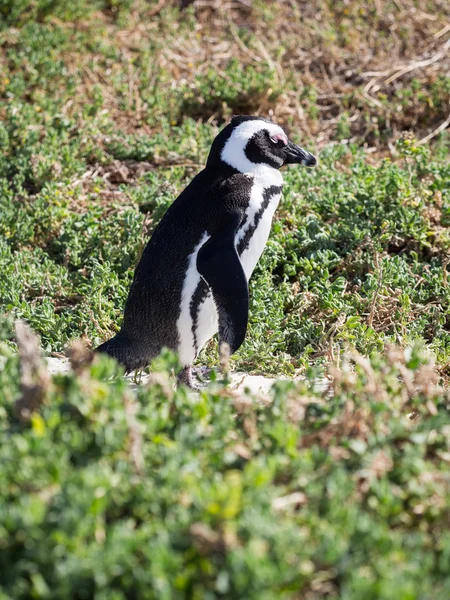 Pingouin africain dans la ville de Simon — Photo