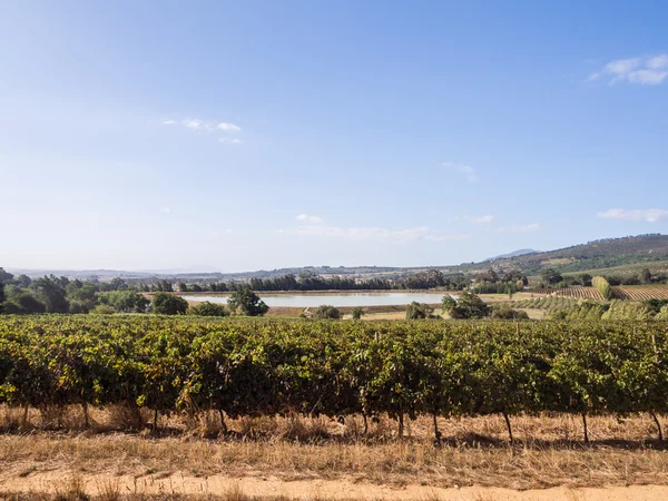 Wijngaarden in Western Cape — Stockfoto
