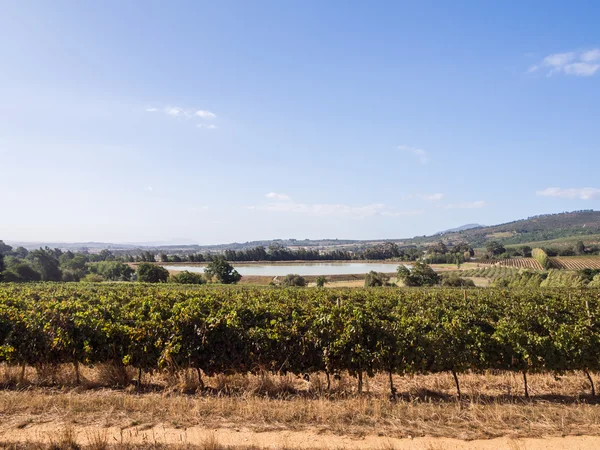 Viñedos en Cabo Occidental — Foto de Stock