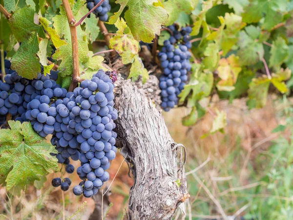 Vignobles en Cape Western — Photo