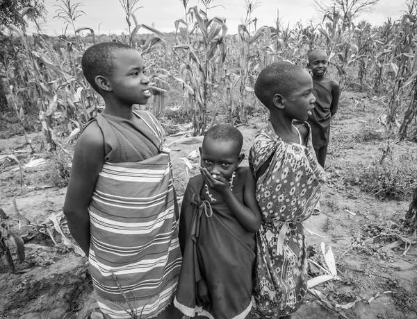 Les enfants Maasai dans un champ de maïs — Photo