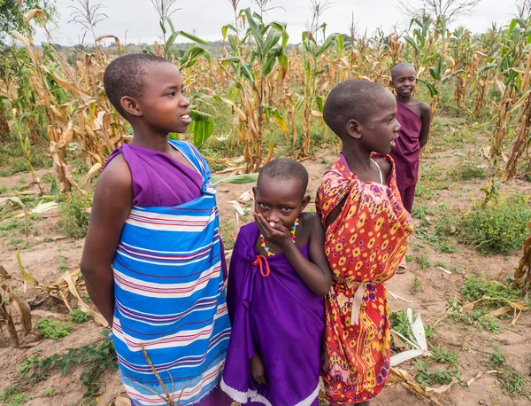 Maasai kinderen in een cornfield — Stockfoto