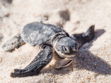 Küçük yeşil deniz kaplumbağası (Chelonia mydas)