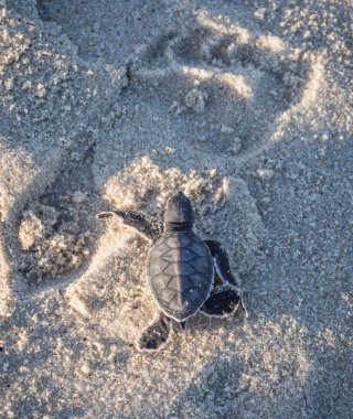 Küçük yeşil deniz kaplumbağası (Chelonia mydas)