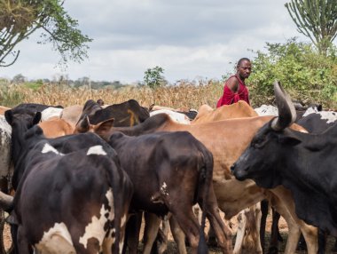 Masai herder onun hayvancılık ile