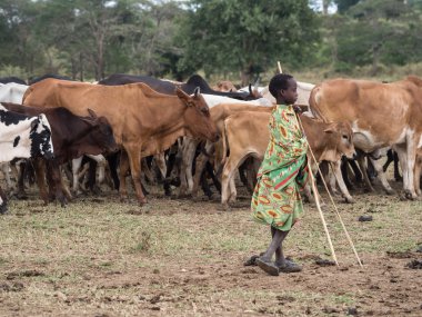 Masai genç herdboy onun hayvancılık ile
