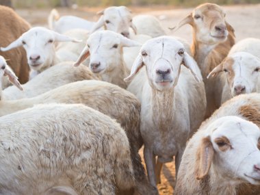 Masai boma keçi sürüsü
