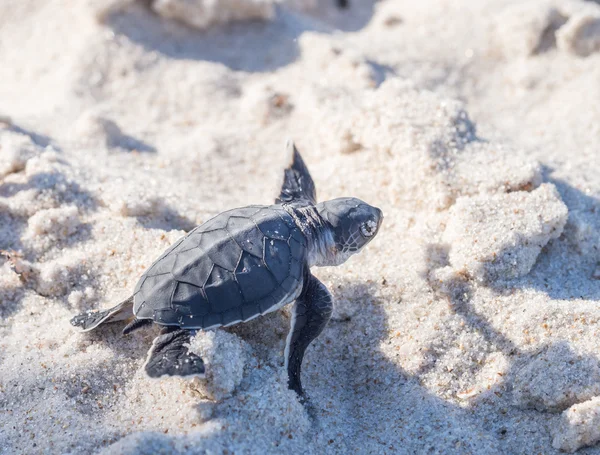 Bebé tortuga marina verde —  Fotos de Stock
