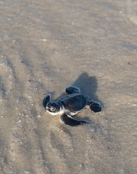 Baby green sea turtle — Stock Photo, Image