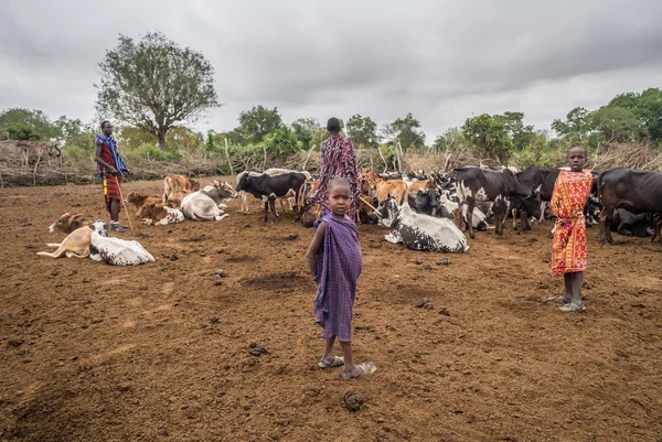 Pojkar med sin boskap i Maasai boma — Stockfoto