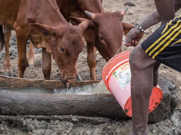 Man giving water to his cattle — Stock Photo, Image