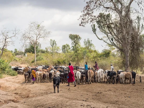 Masai çobanları onların çiftlik hayvanları ile — Stok fotoğraf