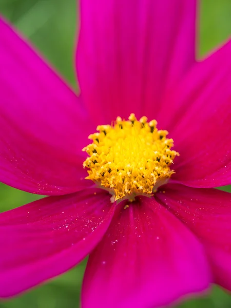 Hermosa flor de margarita púrpura — Foto de Stock