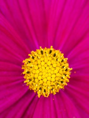 güzel bir mor çiçek