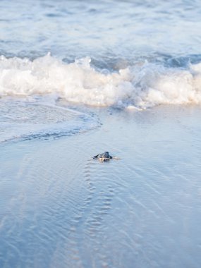 Küçük yeşil deniz kaplumbağası