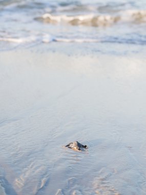 Küçük yeşil deniz kaplumbağası