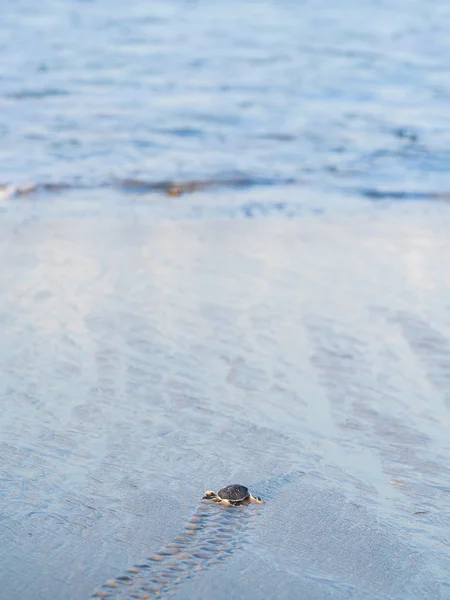 小绿海龟 — 图库照片