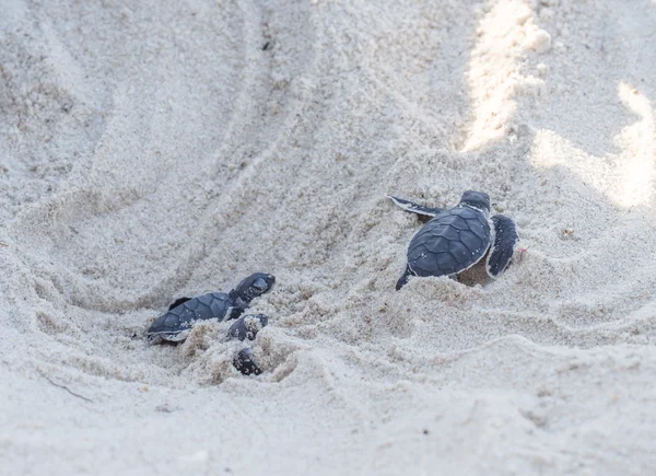 Pequeñas tortugas marinas verdes — Foto de Stock