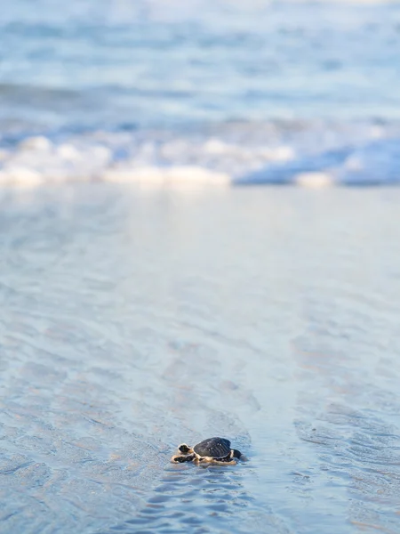 Small green sea turtle Royalty Free Stock Images