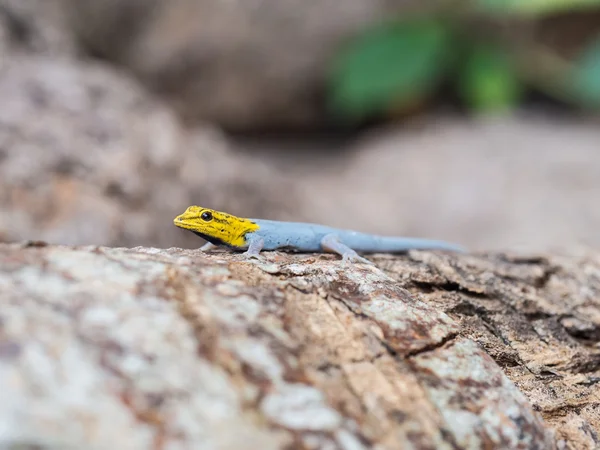 Yellow-headed Dwarf Gecko — Stock Photo, Image