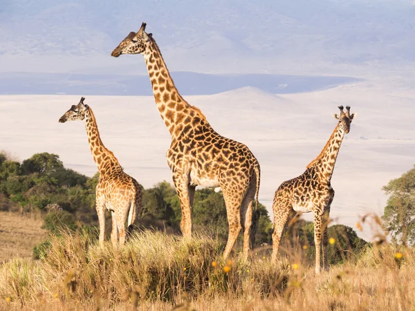Стадо жирафов на ободе — стоковое фото