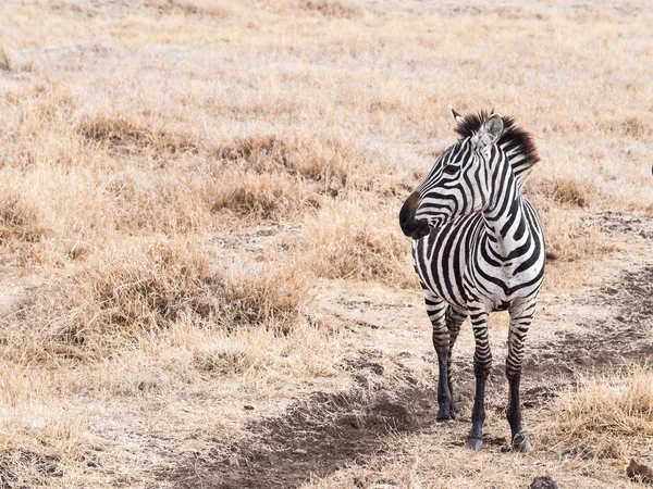 Jovem zebra na cratera de Ngorongoro — Fotografia de Stock