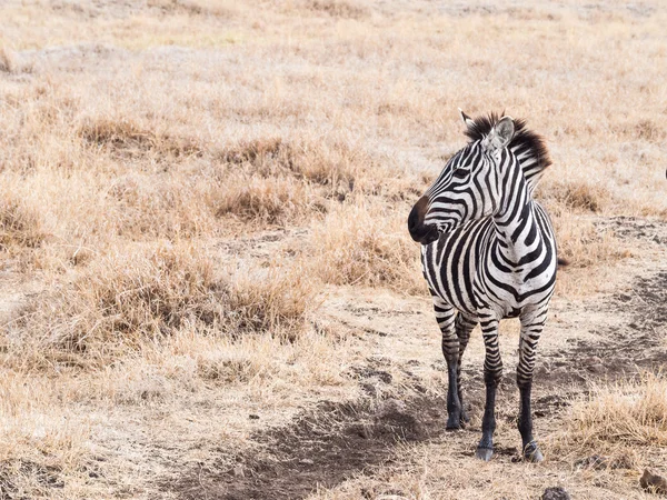 Cebra joven en el cráter de Ngorongoro — Foto de Stock