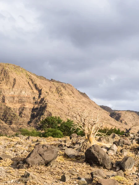 Arusha-Region — Stockfoto