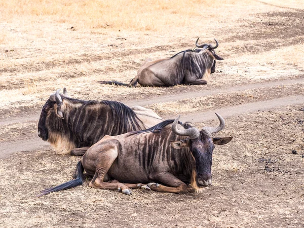 Голубые гну в Нгоронгоро — стоковое фото