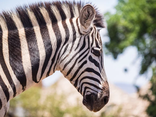 Ngorongoro krateri içinde Zebra — Stok fotoğraf